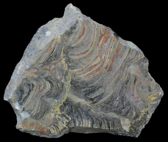 Polished Stromatolite From Russia - Million Years #57693